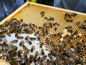 Customer Photo of Beekeeping Experience Days Sheffield Customer Photo of Beekeeping Experience Days Sheffield